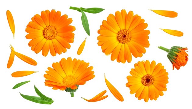Bright and cheerful arrangement of calendula flowers on a clean white background