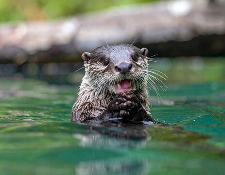 カワウソ Images – Browse 2,591 Stock Photos, Vectors, and Video