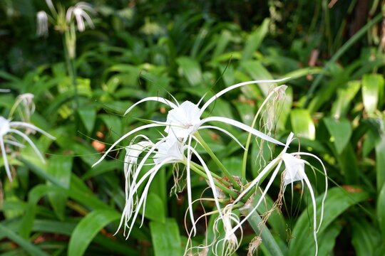 Extreme close-up of the translucent webbing of the Spider Lily corona, a flower prized for its sweet, vanilla-like evening scent.