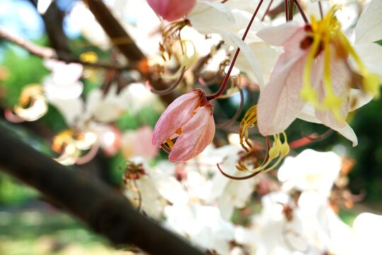 The ethereal pink and white clusters of Cassia bakeriana, a deciduous tropical tree that blooms in profusion during the dry season.
