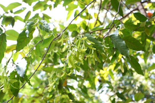 Young winged fruits (samaras) of Shorea roxburghii hanging from branches in natural light.