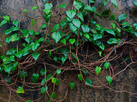 Fresh green betel leaf (Piper betle) creeping on an old damp concrete wall. Wet green climbing vine with heart shaped leaves on a dark grunge wall texture.