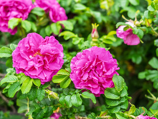 Obraz premium Blooming rosehip flower, beautiful pink flower on a bush branch. Beautiful natural background of blooming greenery.