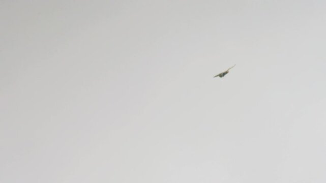 Common buzzard soaring through open sky in slow motion. UK bird of prey in flight showing natural gliding behaviour against a clean background.