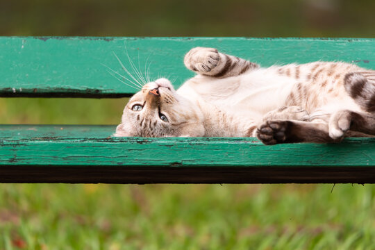 Close up of relaxed cat lying on green bench outdoors showing calm mood comfort leisure and peaceful nature lifestyle concept