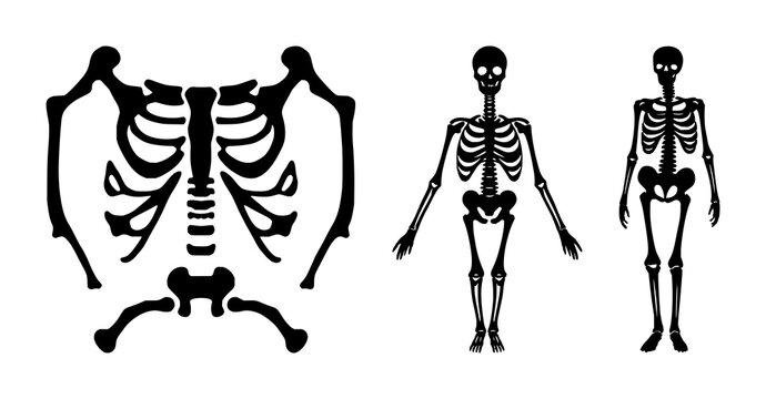 Human bone skeleton icon set with solid black line art design featuring anatomy, skeleton, medical illustration with healthcare and education