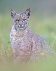 Obraz premium Bobcat (Lynx rufus)
