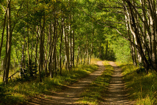 USA, Colorado, San Juan National Forest, south of Silverton on State Route 550.