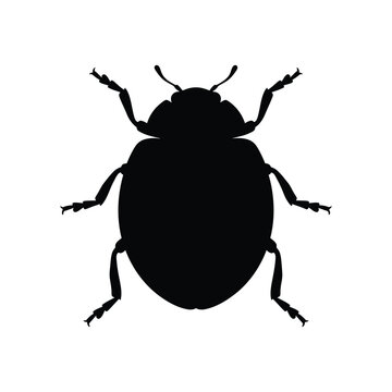 Black beetle silhouette on white background insect