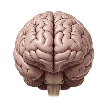 Human brain anatomical illustration isolated on white background