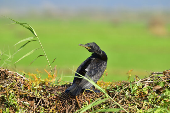 Indian cormorant or Indian shag (Phalacrocorax fuscicollis)