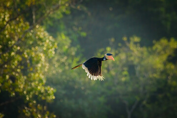 Malabar pied hornbill, also known as the lesser pied hornbill, is a bird in the hornbill family © prasanth