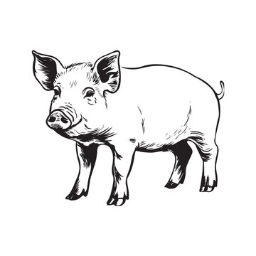 Wild Animal Pig Logotype Sign Isolated Graphic Design
