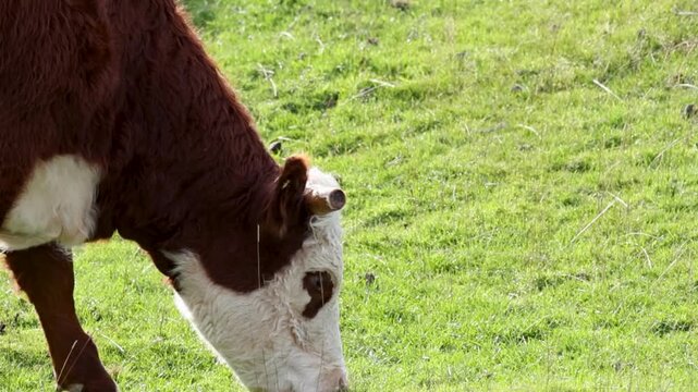 Close Up of Hereford Cow Grazing on Green Pasture Grass