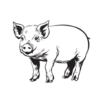 Wild Animal Pig Logotype Sign Isolated Graphic Design