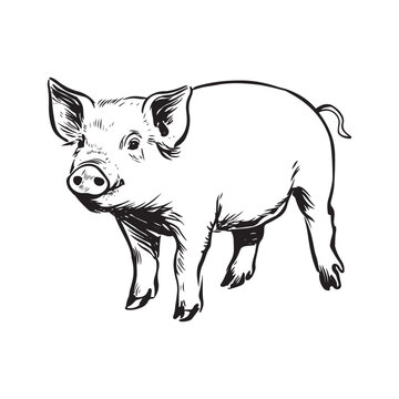 Wild Animal Pig Logotype Sign Isolated Graphic Design