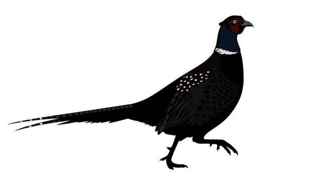 Black pheasant bird with distinctive red face