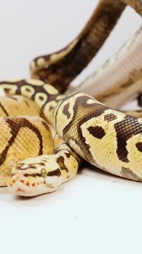 Vertical Close Up of a Coiled Ball Python on White Background