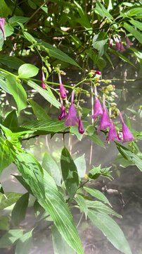 Vertical Close Up of Purple Strobilanthes Cusia Flowers in Misty Forest