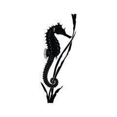 Black silhouette of a seahorse holding onto seaweed white background © Tanzina_Rahman