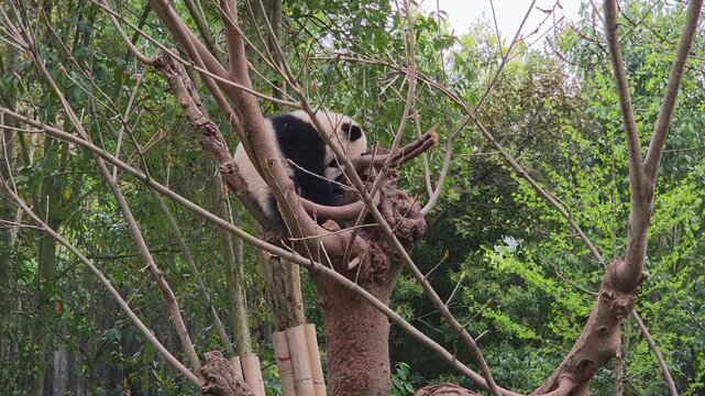Giant panda cub sleeping comfortably in the fork of a tree in a lush forest.