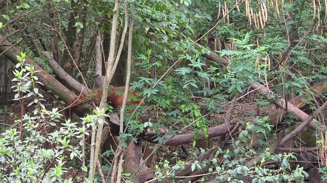 Red Panda Climbing Down a Tree Branch in a Lush Forest Environment