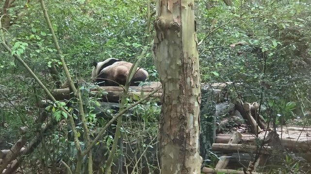 Giant Panda Relaxing and Defecating on a Wooden Platform Amid Dense Green Forest Foliage