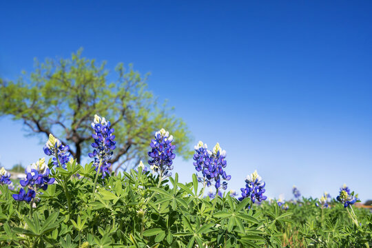Texas Bluebonnets blooming on the meadow in the springtime. Bright blue sky background with copy space.  