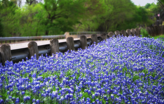Beautiful Texas Bluebonnets blooming on roadside in Texas spring. 
