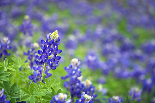 Closeup of Texas Bluebonnet wildflower (Lupinus texensis) blooming on the meadow in spring.