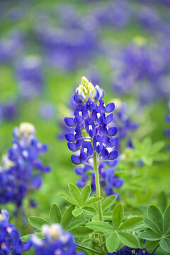 Closeup of Texas Bluebonnet wildflower (Lupinus texensis) blooming on the meadow in spring.