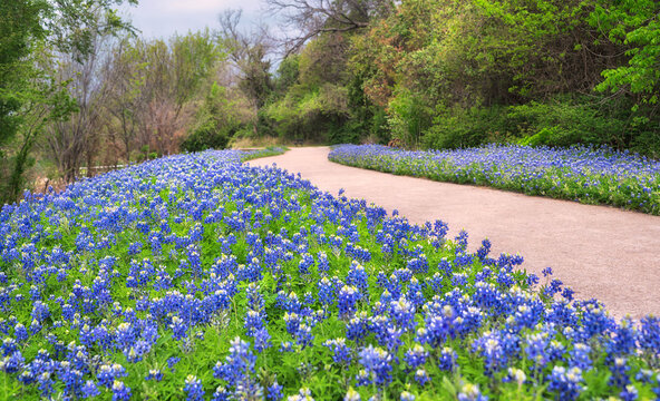 Beautiful Texas Bluebonnet wildflowers blooming along a park trail in the spring.