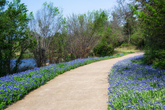 Beautiful Texas Bluebonnet wildflowers blooming along a park trail in the spring. Trees and a pond in the background. 