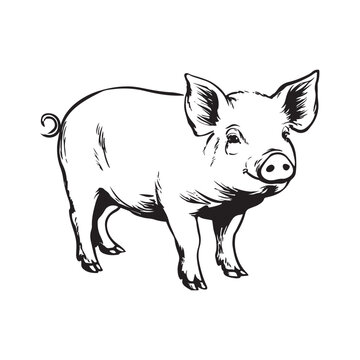 Wild Animal Pig Logotype Sign Isolated Graphic Design