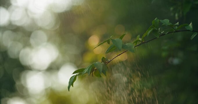 breathtaking scene of green leaves rustling in the garden during a gentle sunshower. Soft sunlight filters through the foliage