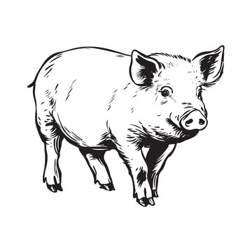 Wild Animal Pig Logotype Sign Isolated Graphic Design