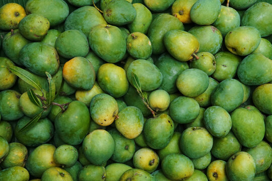 Fresh harvested ripe mangoes top view