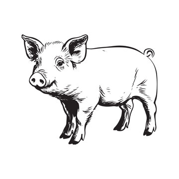 Wild Animal Pig Logotype Sign Isolated Graphic Design