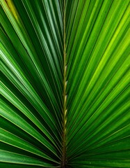 Obraz premium Close-up of vibrant, textured green palm leaf, showing detailed veining