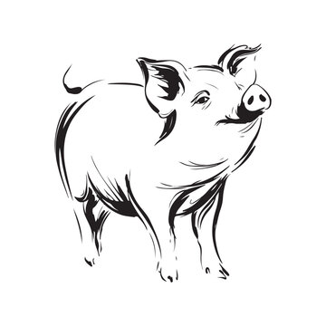 Wild Animal Pig Logotype Sign Isolated Graphic Design