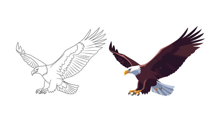 Fototapeta premium Vector graphic illustration of a flying eagle in color and line art designs side by side
