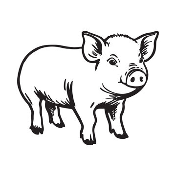Wild Animal Pig Logotype Sign Isolated Graphic Design