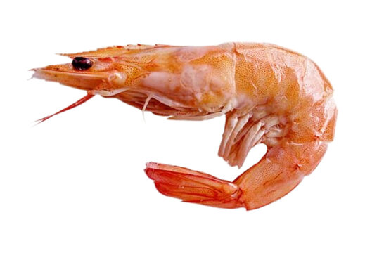 cooked shrimp on a white background