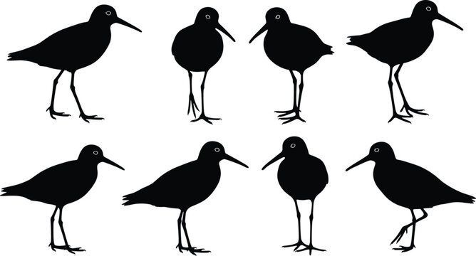 Set of sandpiper bird silhouettes in various poses isolated on white background for coastal beach nature design and migratory wildlife conservation project themes.