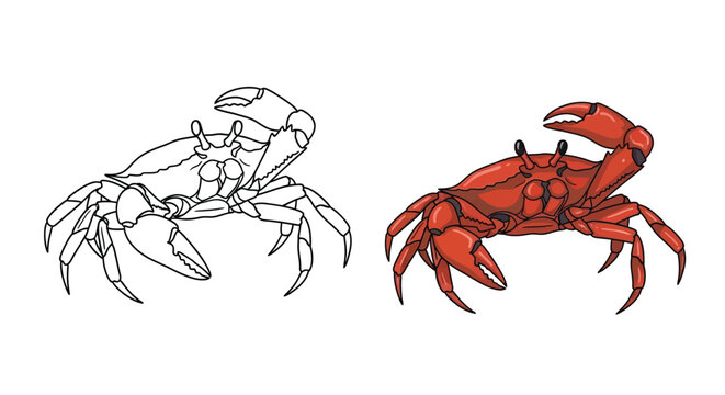 Vector illustration of a red crab and a black and white crab design side by side