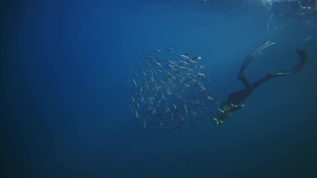 Underwater snorkeler diver dive with fish bait ball sardine school run. Pod of dolphins hunt Marine aquatic mammals wildlife of Africa concept. Dolphins attacking pod of fish in Atlantic sea ocean.
