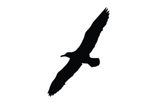 albatross bird silhouette vector, flying seabird vector
