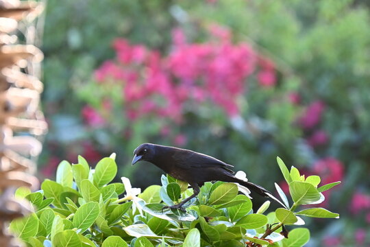Quiscale merle, oiseau tropical aux Antilles en Martinique