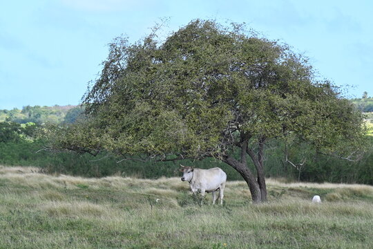 Boeuf sous un arbre &agrave; Marie Galante