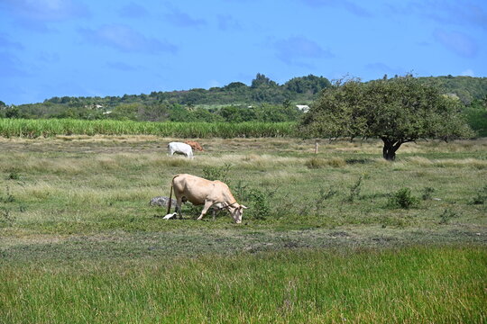 Boeuf dans p&acirc;turage &agrave; Marie Galante